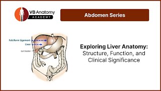 Exploring Liver Anatomy Structure Function and Clinical Significance [upl. by Enidan]