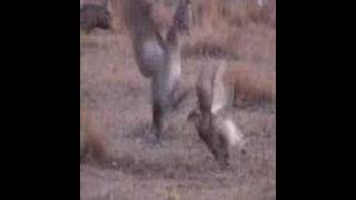 Sharptail grouse fighting on dancing ground [upl. by Bergquist893]