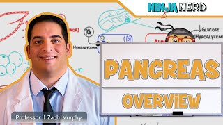 Endocrinology  Pancreas Overview [upl. by Redmond]