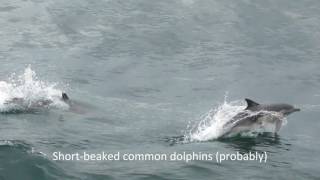 CalMac ferry Uig Skye → Lochmaddy North Uist incl dolphins and otter June 2016 [upl. by Harilda]