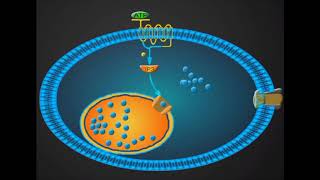 Antiplatelet drug animation Clopidogrel [upl. by Coh]