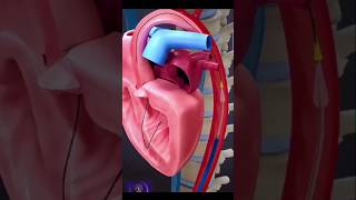 3D animation of heart stent  coronary valve repairshorts3danimation [upl. by Tenaj963]