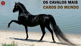 10 RAÇAS DE CAVALOS MAIS CARAS DO MUNDO [upl. by Ablasor]