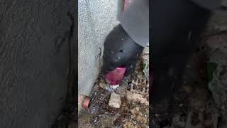 replacing an anti siphon valve for a pool fill line x5 speed less reels video [upl. by Duarte]