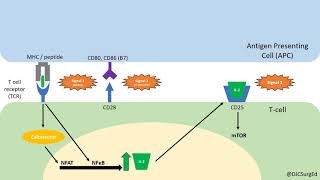 Transplant Immunology Part 1 [upl. by Fulbert]