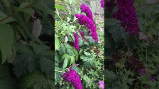 Buddleia Butterfly bush  Purple champion buddleia Davidii short butterfly bush plants flowers [upl. by Uok743]