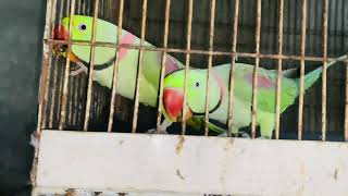 Parrot Breeding Care Guide How to Set Up the Perfect Breeding Cage for Parrots [upl. by Marih261]