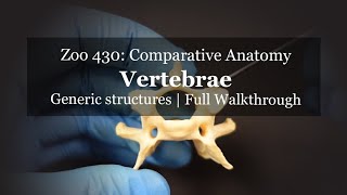 Osteology Vertebrae in depth [upl. by Garret295]