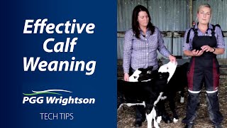 Effective Calf Weaning  PGG Wrightson Tech Tips [upl. by Amaryllis]