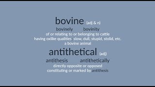 bovine amp antithetical [upl. by Dyke]