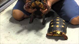 Adult Red Footed Tortoises [upl. by Genevra]