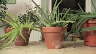 How To Get Aloe From a Plant [upl. by Rebma]