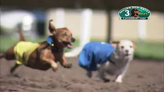 Canterbury Park Wiener Dog Races 81521 [upl. by Heall939]