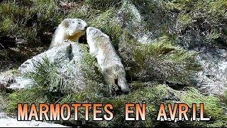 MARMOTTE premières sorties en avril [upl. by Atnuhs]