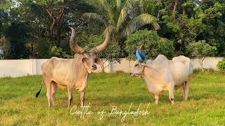 Big Kankraj Bull in Hamim Agro  Cattle of Bangladesh [upl. by Suiraj]