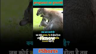 pregnant and gravid knowledge motivation shortvideo facts short viralvideo shortsfeed [upl. by Narod522]