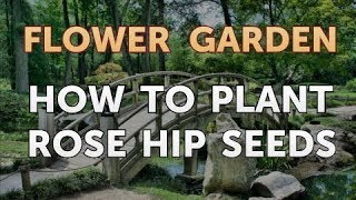 How to Plant Rose Hip Seeds [upl. by Elboa]