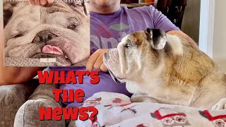 Reuben the Bulldog Saturday Morning Update [upl. by Arahsal763]