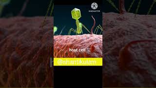 How Bacteriophage infect bacteria life cycle of bacteriophage neet2025 science compitativeexams [upl. by Bernardi]