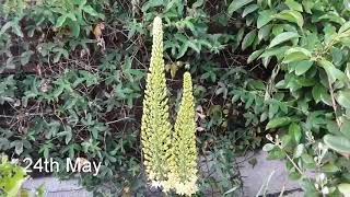 Eremurus Bungei Foxtail lilies coming into flower [upl. by Hsizan]