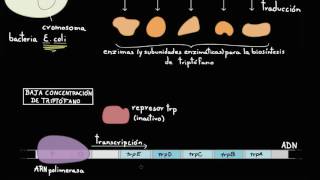 Operón trp  Regulación génica  Biología  Khan Academy en Español [upl. by Atteynek326]