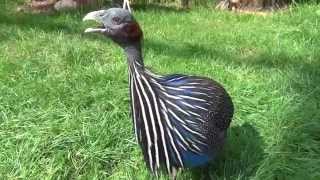 Vulturine Guineafowl sings [upl. by Itsud774]