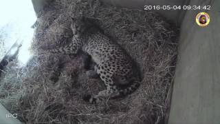 Naissance de 4 bébés guépard à la Réserve Africaine de Sigean [upl. by Nomzed]