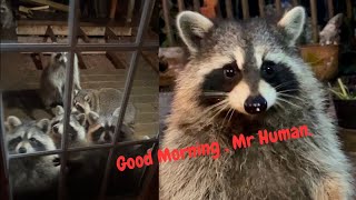 Raccoons at the Door it must be the Black Friday Sales Peanut Butter Club  By R Conyard [upl. by Eniluqaj]