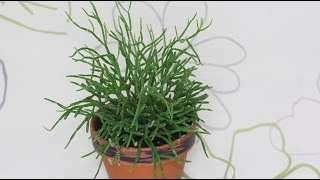 Rhipsalis cereuscula  Korallenkaktus Mistletoe Cactus [upl. by Zoe]