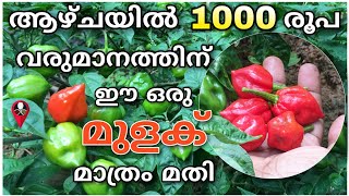 മുളക് കൃഷി  Mulak krishi in malayalam  chilly cultivation tips malayalam  Prs kitchen krishi [upl. by Nadaba318]