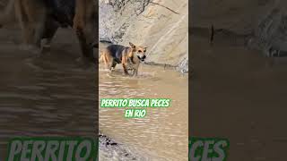 Perrito busca peces en el río [upl. by Ahslek947]