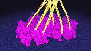 Cellulose synthesis by plant cells Powers of ten zoom [upl. by Kcirdla]