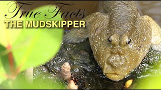 True Facts Mudskippers [upl. by Oknuj225]