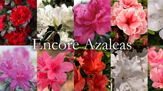 All about Encore Azaleas [upl. by Ximenez725]