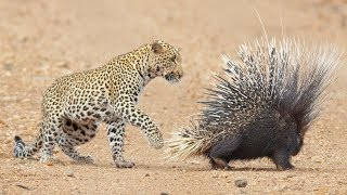 Leopard Takes On And Fights Porcupine [upl. by Tray767]