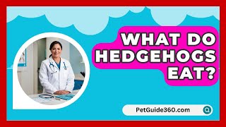 What Do Hedgehogs Eat  PetGuide360com [upl. by Schmitt]