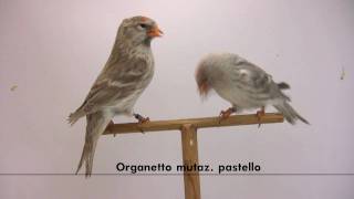 Organetto mutazione pastello  Carduelis flammea [upl. by Lorelle]