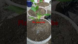 beautiful peace Lily plant  plz subscribe viral yt short [upl. by Stilwell771]