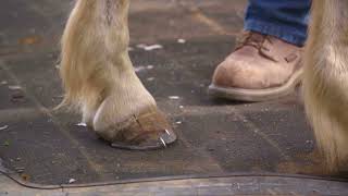 Horseshoeing with HoofTalk Lesson 16 How to Drive Horseshoe Nails [upl. by Lrem]