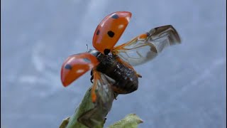 L’envol de la coccinelle à sept points [upl. by Atis164]