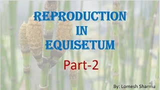 Equisetum  reproduction  and  life cycle  HPU BSc1st Year [upl. by Louise208]