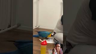 parrot funny shorts shortsfeed trending viralvideo viralshorts youtubeshorts ytshorts yt [upl. by Tien693]