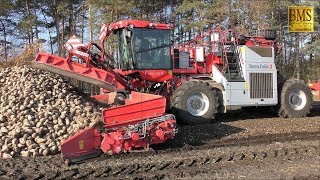 Die rote Rübenmaus  LKW Rübenverladung Rübenernte Nordzucker mouse loader loading sugar beet 2018 [upl. by Tailor637]