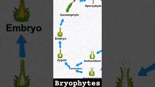 bryophytes bryophyta bryophyllum ncertbiology class11biology neet neetbiology neetmotivation [upl. by Aecila]