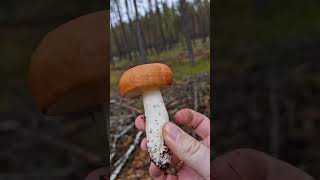 Picking Wild Edible Mushrooms of the Forest Russula amp Boletus [upl. by Adlecirg]