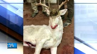 Albino deer accidentally shot in Pepin County [upl. by Giliane597]