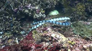 Banded sea krait Laticauda colubrina swimming and moving with the waves [upl. by Terrag]