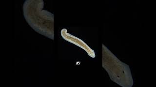 Planarian regeneration planaria sciencefacts science [upl. by Ariaek]