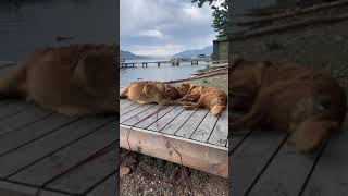 mini vlog Road trip to Okanagan Lake 🚙 They even had their own bunk beds dogs roadtrip [upl. by Tihom]