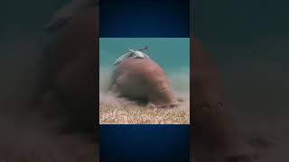 conheça o DUGONGO dugong oceano animaismarinhos curiosidades mundoanimal amizadeanimal [upl. by Shoifet398]